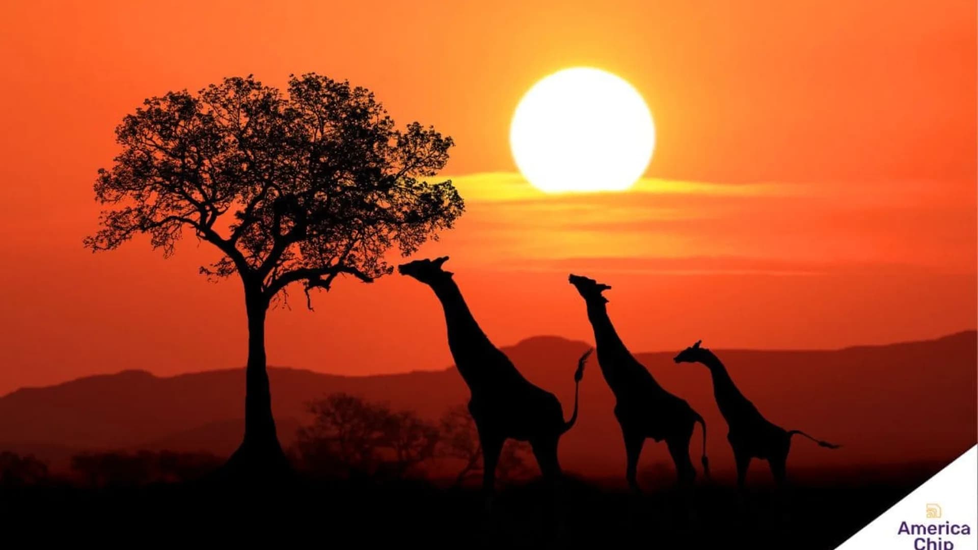 África do Sul: Sabores e Safaris
