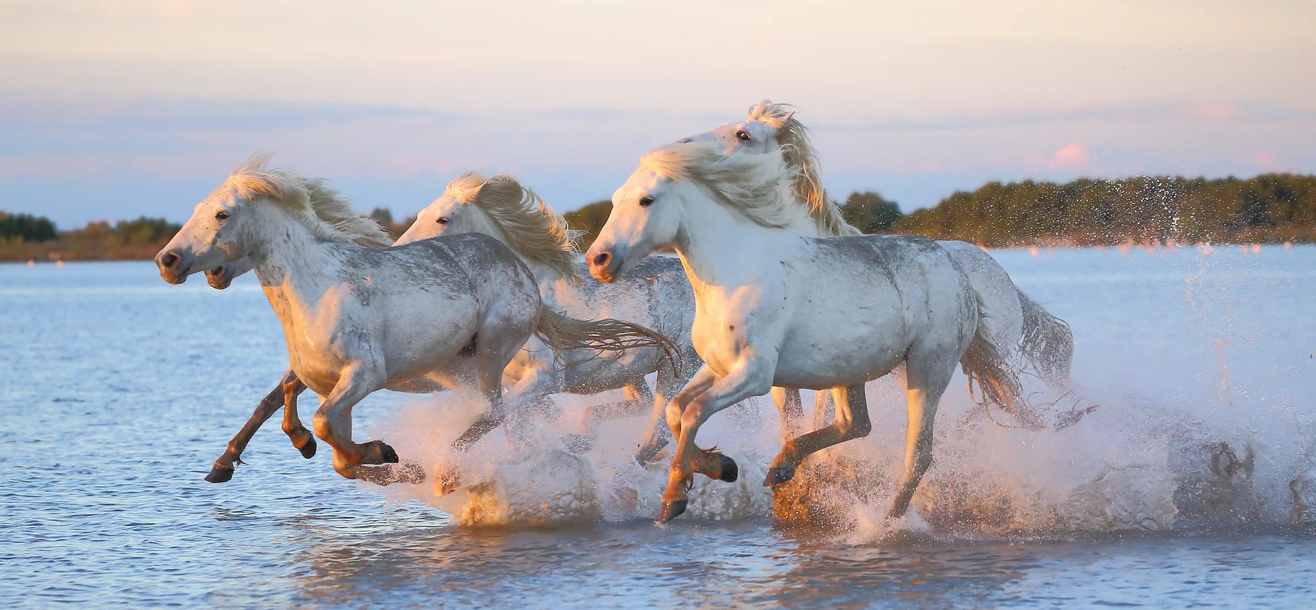 ROTA PANORÂMICA DO RHÔNE: DE LYON À CAMARGUE